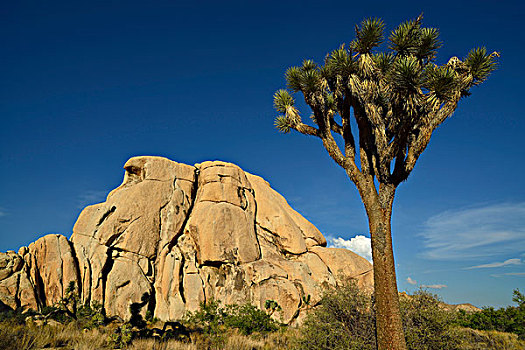 约书亚树,棕榈树,丝兰,短叶丝兰,正面,岩石构造,隐藏,山谷,约书亚树国家公园,莫哈维沙漠,加利福尼亚,西南方,美国