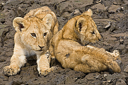 非洲,坦桑尼亚,幼兽,尝试,塞伦盖蒂国家公园