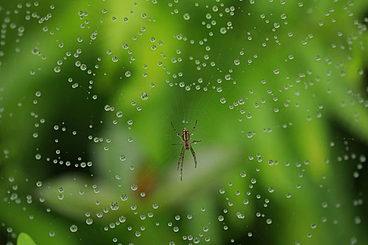 雨后的蛛网