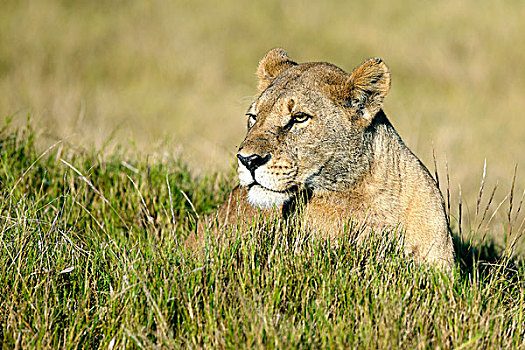 狮子,奥卡万戈三角洲,博茨瓦纳,非洲