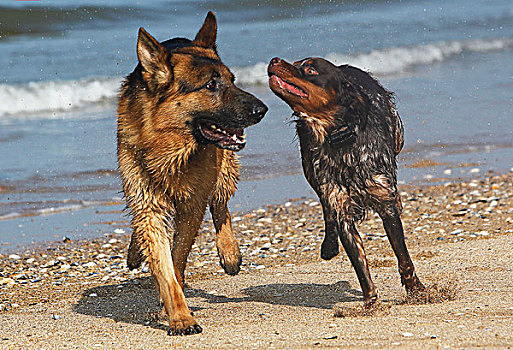 德国牧羊犬,雄性,玩,布列塔尼半岛,长毛垂耳狗,海滩,诺曼底