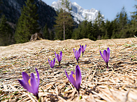 紫色,藏红花,番红花属,盛开,东方,阿尔卑斯山,德国,巴伐利亚,大幅,尺寸