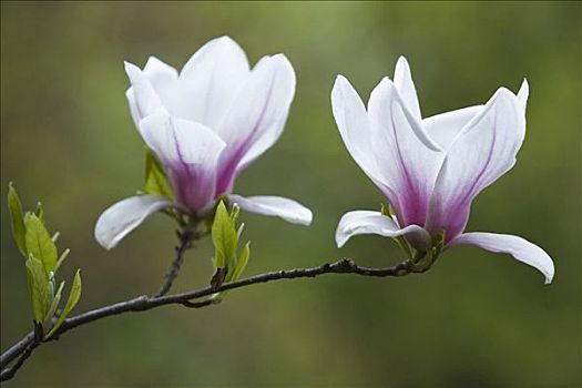木蘭,花