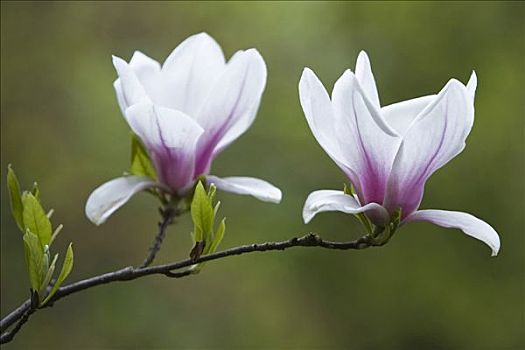 木兰,花