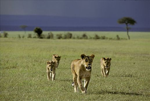 走,雌狮,狮子,马赛马拉国家保护区,肯尼亚