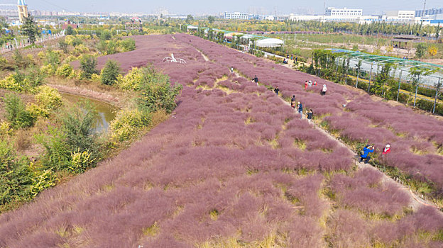 粉黛乱子草花海航拍