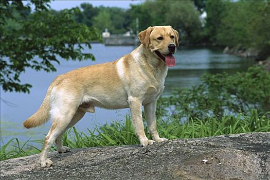 黄色拉布拉多犬,狗,站立,湖,岸边