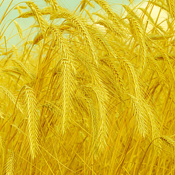 小麦,金色,模糊背景,旧式,风格