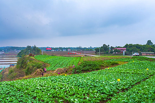 蔬菜基地