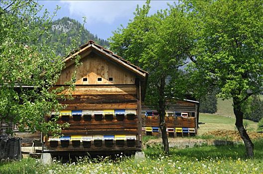 蜜蜂,房子,瑞士