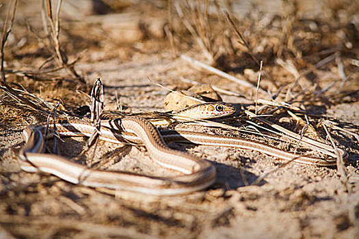 条纹,沙子,蛇,焦奇,国家公园,塞内加尔,非洲