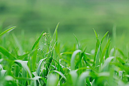 青草,特写,户外,自然,背景