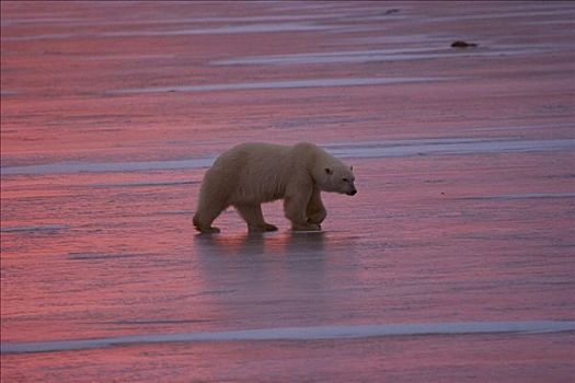 北极熊,走,上方,冰,丘吉尔市,曼尼托巴,加拿大