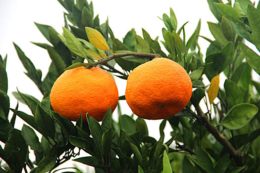 橘子园,阳光果园