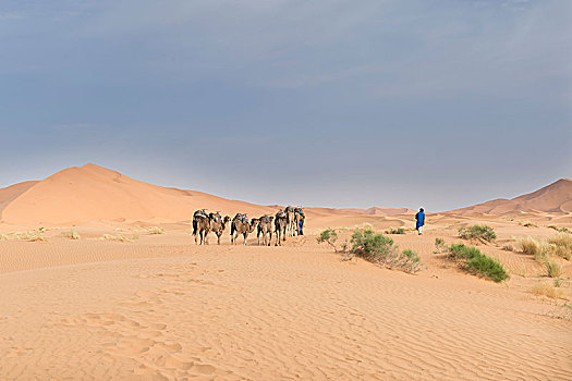 驼队,骆驼,撒哈拉沙漠,摩洛哥,非洲