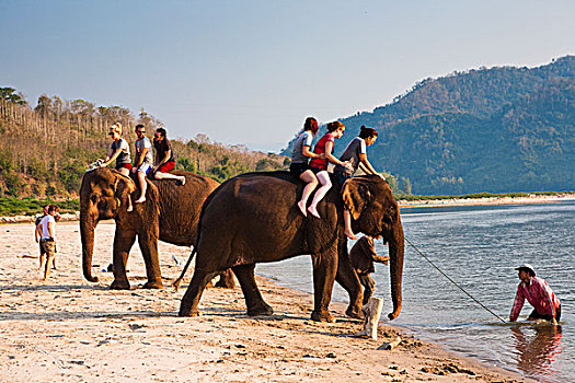 群体,背包族,玩,情侣,大象,湄公河,户外,琅勃拉邦,老挝