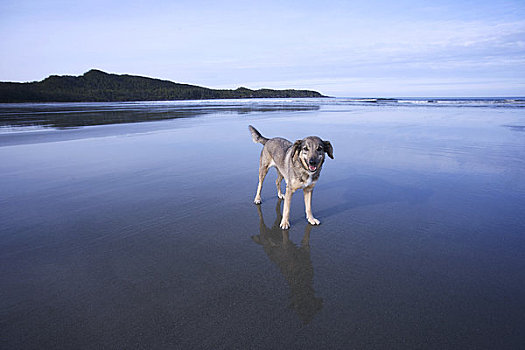 狗,湿,海滩,不列颠哥伦比亚省,加拿大