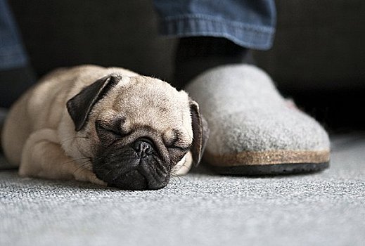 哈巴狗,小狗,躺着,地毯