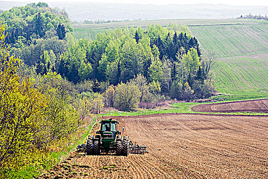 马铃薯,种植,新布兰斯维克,加拿大,农业