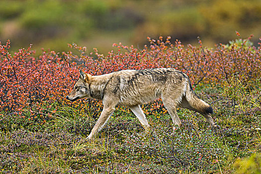 灰狼,狼,苔原,德纳里峰国家公园,阿拉斯加