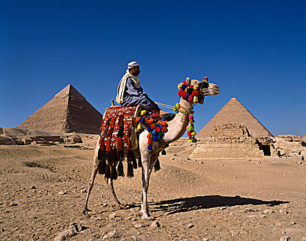 金字塔,卡夫拉,基奥普斯,骆驼,驾驶员,吉萨金字塔,开罗,埃及