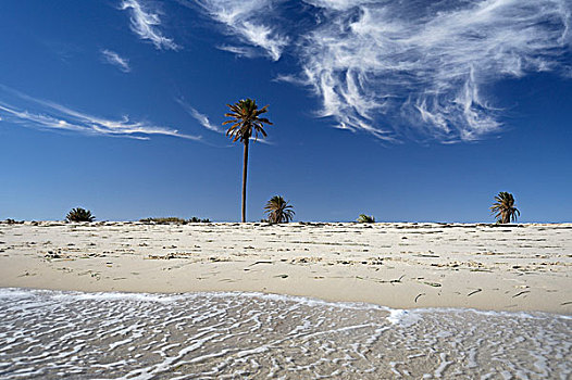 棕榈树,海滩,突尼斯,北非,非洲