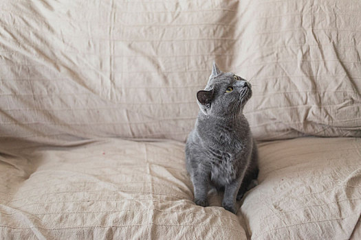 沙发上英国灰色短毛猫