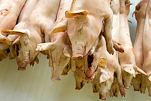 小猪,肉,汉吉斯,批发,市场,靠近,巴黎,法国,欧洲