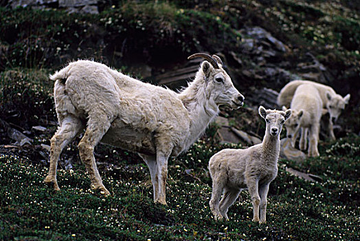 美国,阿拉斯加,德纳里峰国家公园,教堂山,野大白羊,牧群,雌性