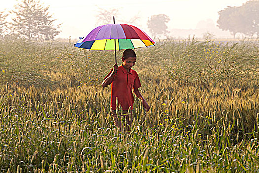 印度,男孩,走,土地,拿着,彩色,伞