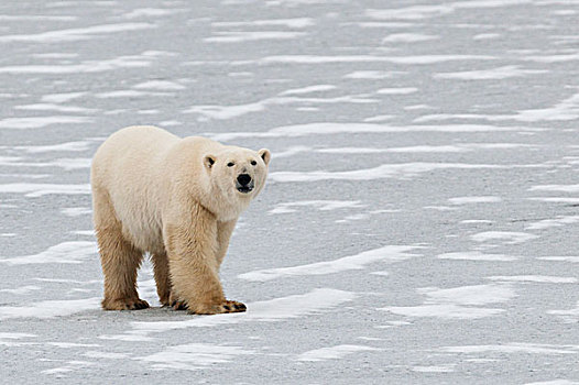 北极熊,走,冰冻,哈得逊湾,丘吉尔市,曼尼托巴,加拿大