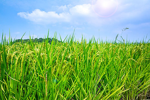 台湾南部乡村,蓝天白云下绿油油的稻田