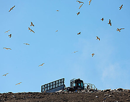 鸟,飞翔,上方,垃圾掩埋场