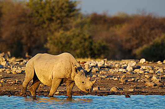 黑犀牛,犀牛,雄性,水潭,夜光,埃托沙国家公园,纳米比亚,非洲