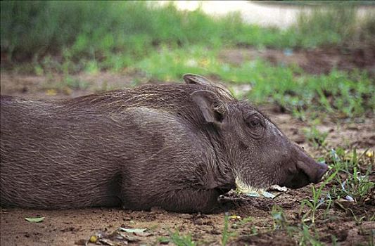 疣猪,卧,地上,博茨瓦纳,非洲,动物