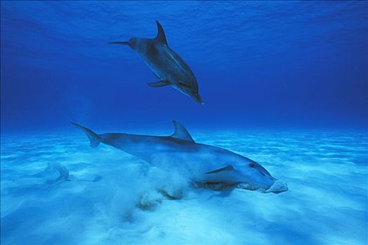 大西洋点斑原海豚,花斑原海豚,觅食,鱼,沙子,罐,发现,巴哈马,加勒比海