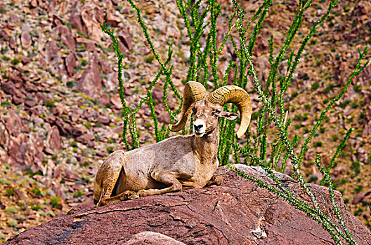 大角羊,安萨玻里哥沙漠州立公园,美国