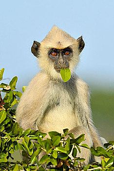 灰色,叶猴,幼兽,坐在树上,叶子,嘴,吃,国家公园,斯里兰卡,亚洲