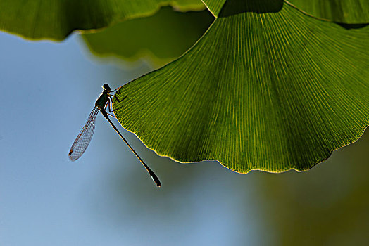 蜻蜓007