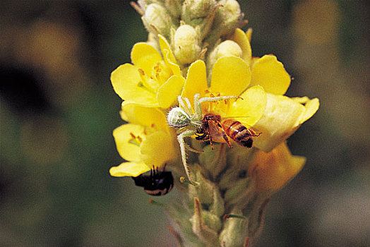蜜蜂,黄色,花