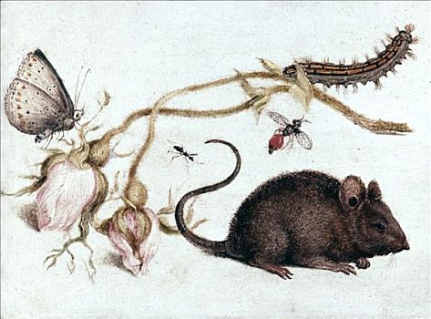 花,16世纪,艺术家