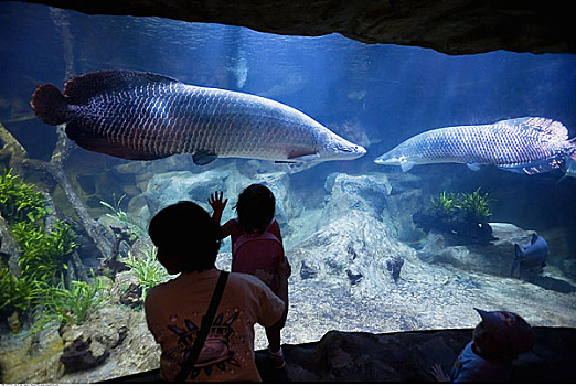 人,看,鱼,水族箱,水下世界,圣淘沙岛,新加坡