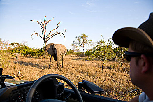 引导,旅行队,交通工具,注视,非洲象,狩猎小屋,南非