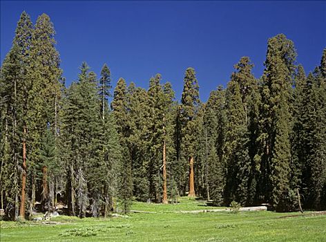 草地,巨大,巨杉,月牙状,加利福尼亚,美国