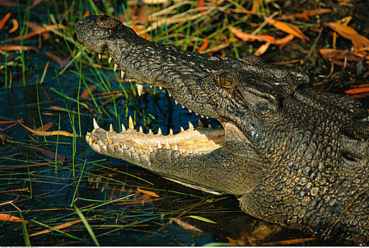 鳄鱼,水中,卡卡杜,北领地州,澳大利亚