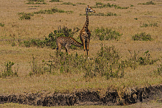 肯尼亚马赛马拉国家公园长颈鹿群