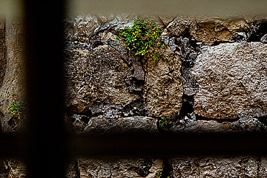 植物,老,石墙