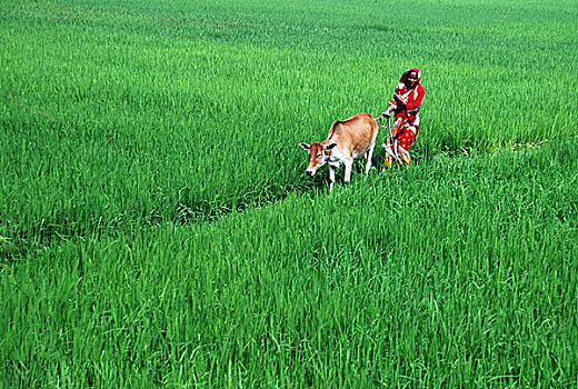 女人,稻田,母牛,乡村,孟加拉,2009年