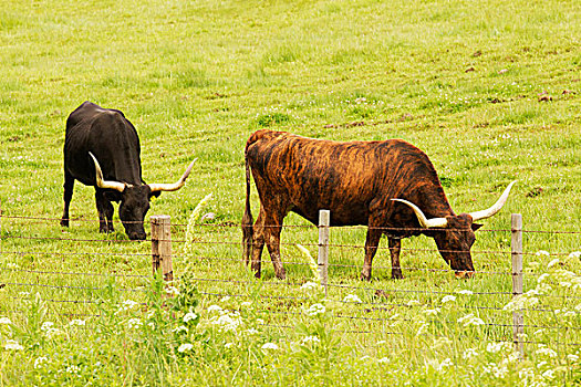 长角牛,放牧,绿色,草场