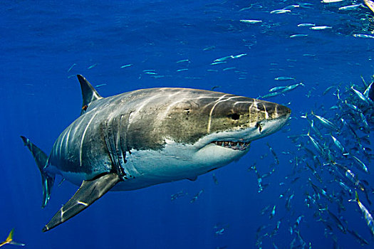 墨西哥,鱼,鱼群,瓜达卢佩岛,大白鲨,沙鲨属,地表水流
